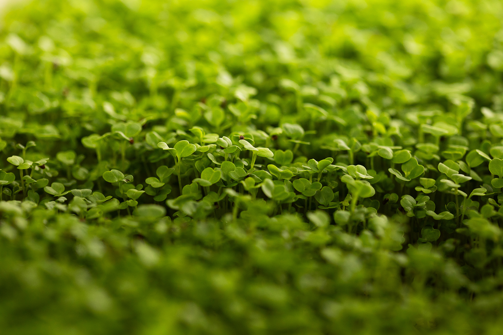 Blog Liptov Agrotech